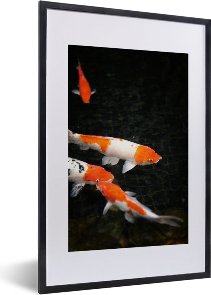 MuchoWow Gerahmtes Poster Koi-Karpfen in einem flachen schwarzen Teich 40x60 cm - Poster mit Schwarzem Bilderrahmen Wandposter Rahmen Foto Bilder...