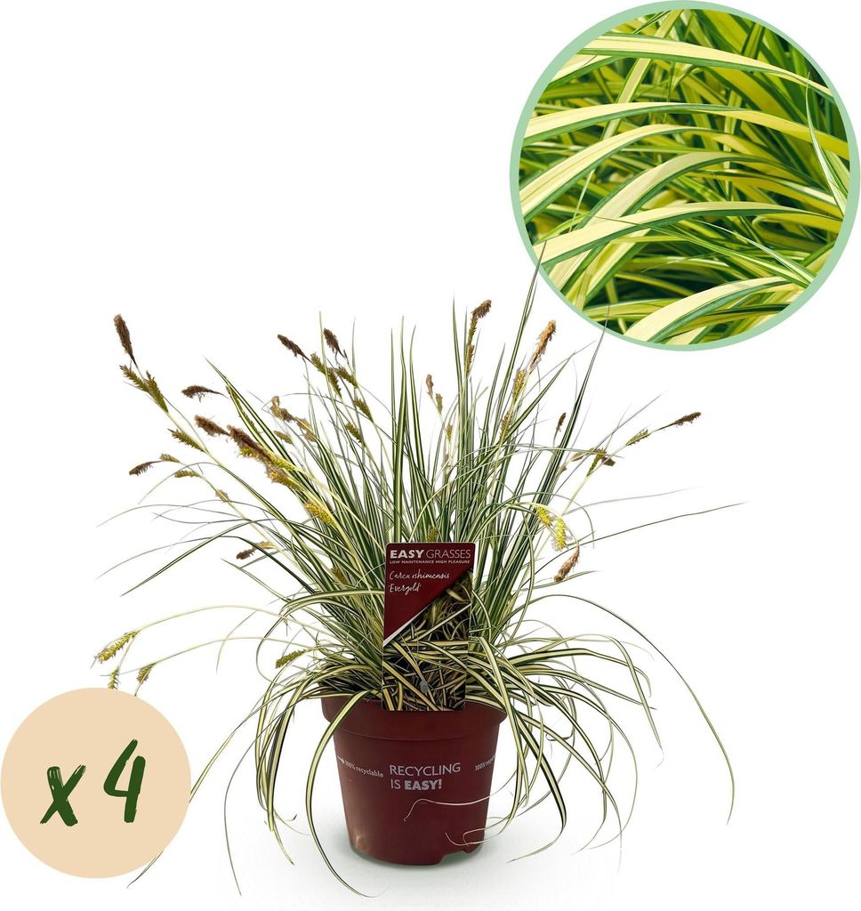 Ziergras Carex oshimensis 'Evergold' – Immergrün – 4 Pflanzen – Ø17 cm – Höhe 50 cm – Gelb-grün gestreiftes Laub – Pflegeleicht –...