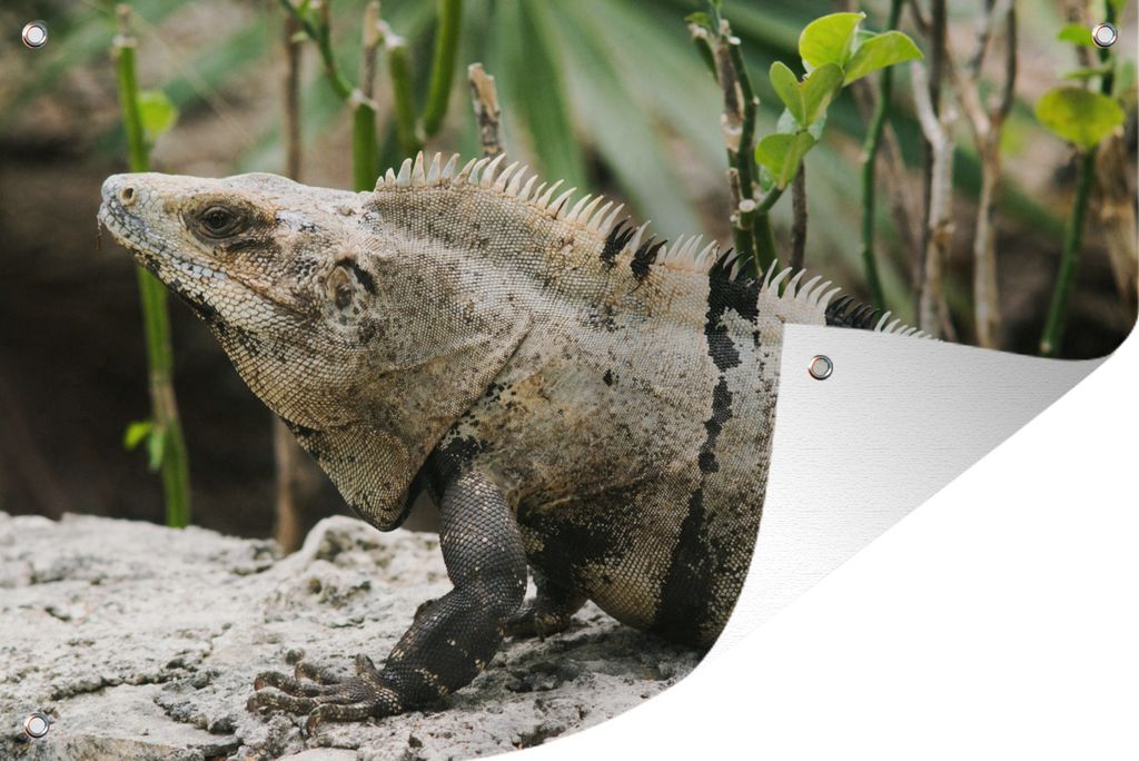 MuchoWow 120x80 cm Outdoor-Poster Gartendeko Sichtschutz Garten Poster für den Garten Ein grau-schwarzer Leguan sitzt auf dem Sand in einer Gr...