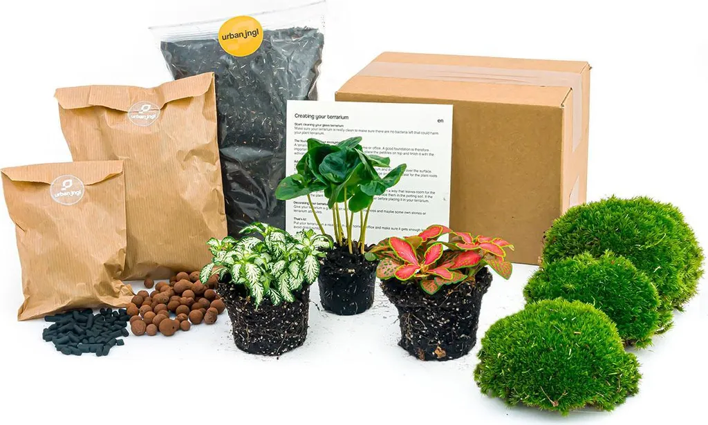 Terrarium Bouteille DIY - Kit 3 Plantes Fittonia/Caféier - Green Your