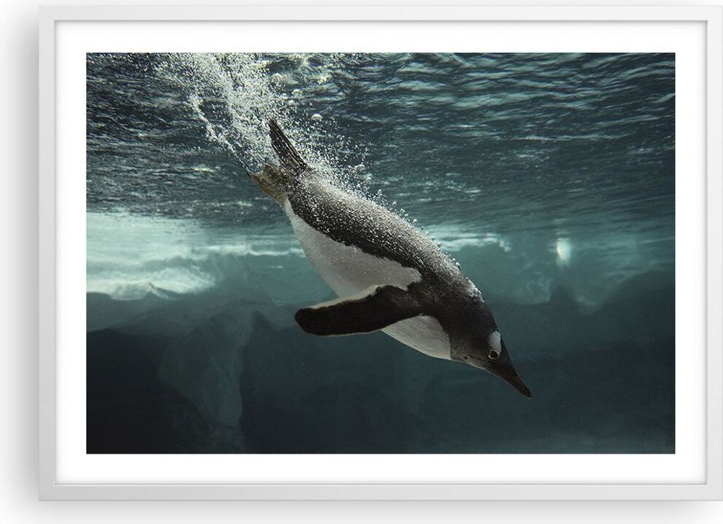 Gerahmtes Poster - Weißer Rahmen - Tauchen Pinguin Gletscher - 70x50 cm - Wand Bild - Wanddeko - Wandbilder - Kunstposter - Wandposter - Bilderrah...