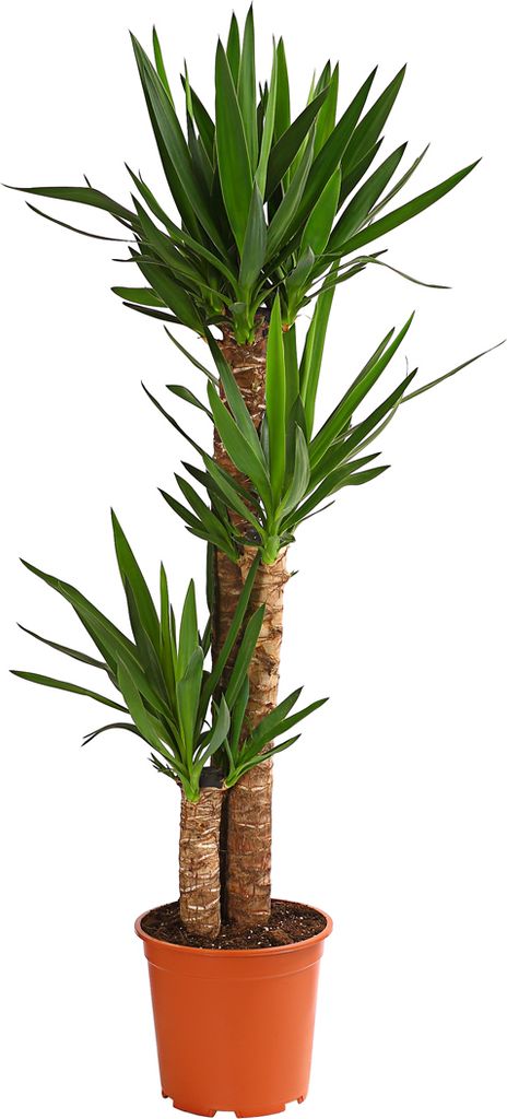 Dehner Yucca-Palme, dreitriebig, ca. 120-140 cm, Ø Topf 24 cm, Zimmerpalme