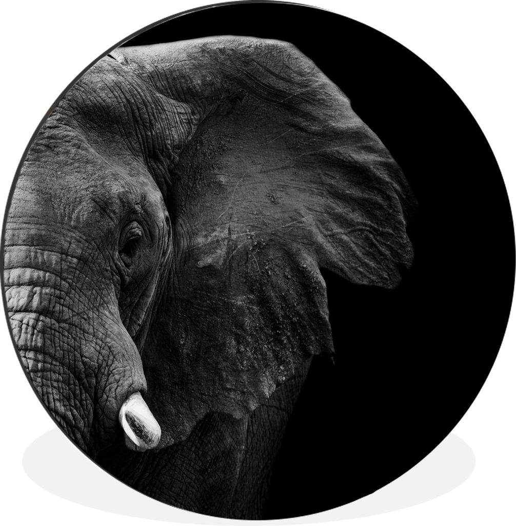 MuchoWow Aluminium Wandkreis Tiere - Elefant - Wild - Schwarz - Weiß Ø 60 cm Wanddeko Modern Wohnzimmer - Wand Kreis - Wandbild - Schlafzimmer ...