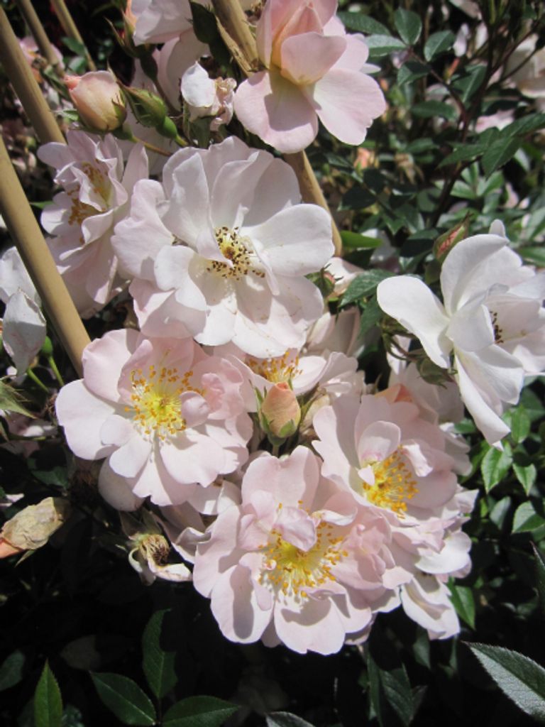 Rosa Auguste Gervais - Ramblerrose Auguste Gervais - Barbier Rose