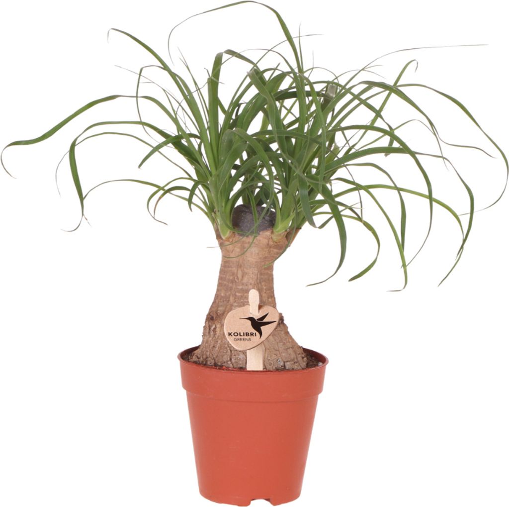 Kolibri Greens | Grüne Pflanze - Beaucarnea 9cm - grüne Zimmerpflanze - frisch vom Züchter