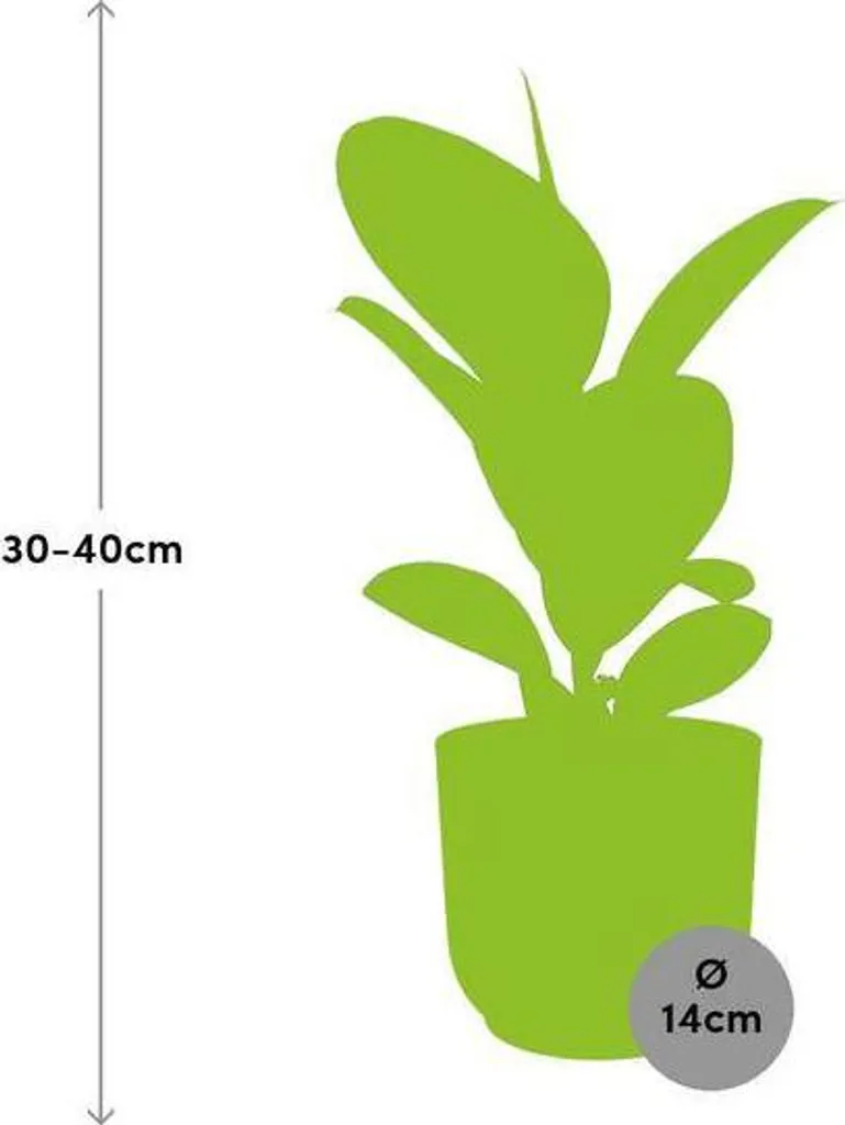 Plante de bureau Ficus Robusta, pot jaune Ø 14 cm pour décoration