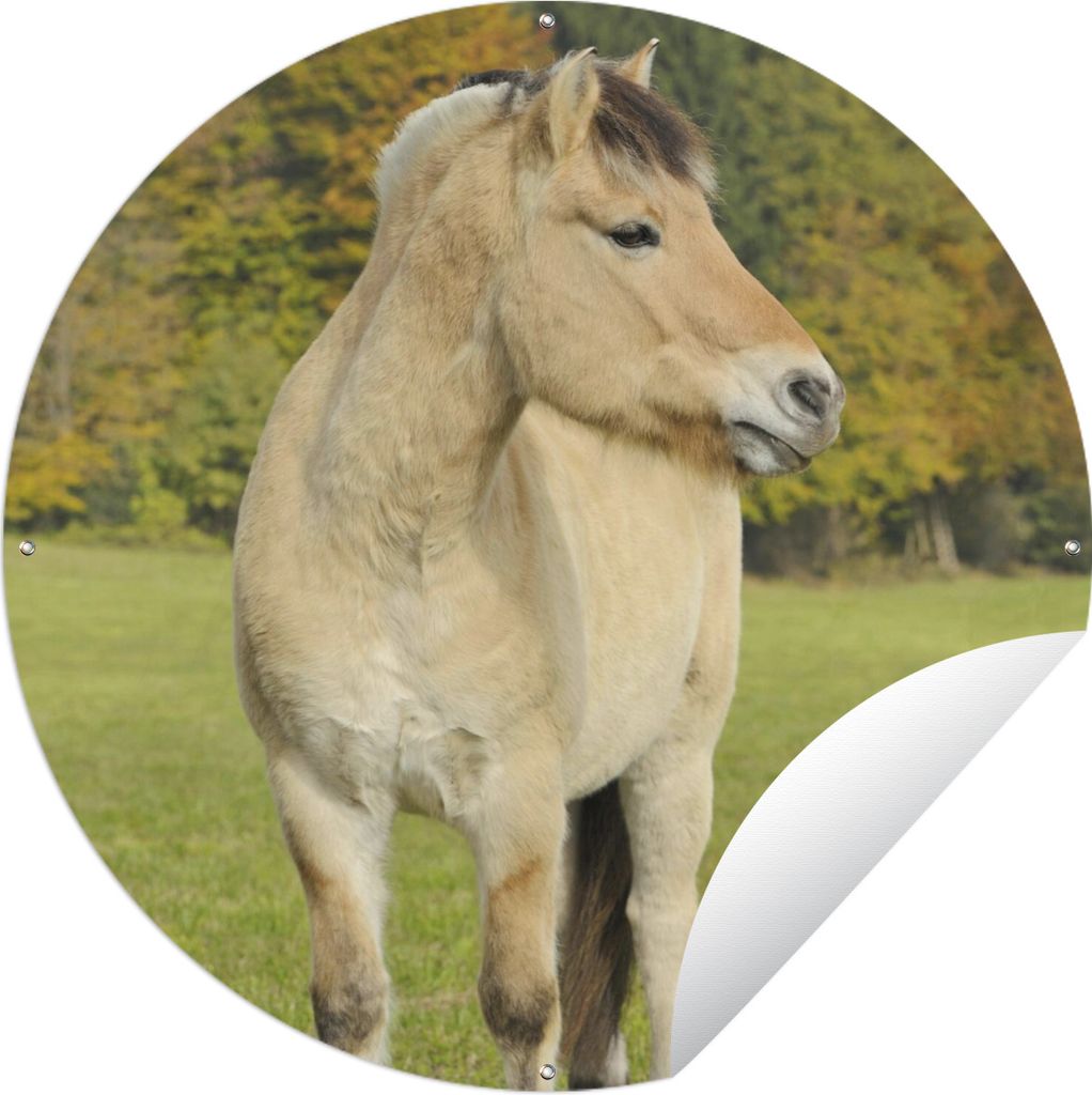 MuchoWow Gartenposter Outdoor-Poster Rund Fjordpferd in einer Herbstlandschaft Ø 90 cm Gartendeko Rundes Poster draußen