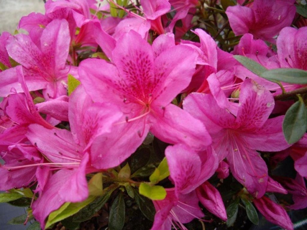 Japanische Azalee Purple Splendor - Rhododendron obtusum - Produktbild 