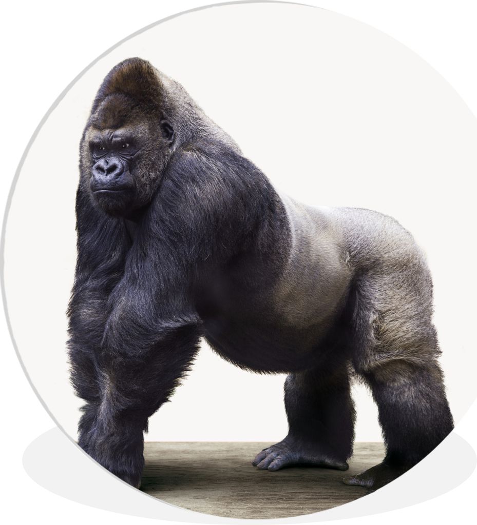 MuchoWow Rundes Wandbild - Runde Bilder Gorilla - Tiere - Jungen - Mädchen - Kinder Ø 90 cm Kreis Wanddekoration Kunststoff - Wandkreis - Wands...