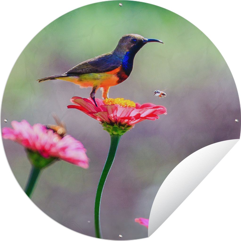 MuchoWow Gartenposter Outdoor-Poster Rund Nahaufnahme eines Kolibris auf rosa Blüten Ø 90 cm Gartendeko Rundes Poster draußen