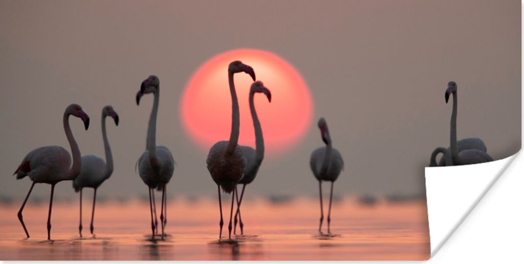 MuchoWow Poster Vogel - Flamingo - Sonnenuntergang - Rosa 150x75 cm - ohne Rahmen