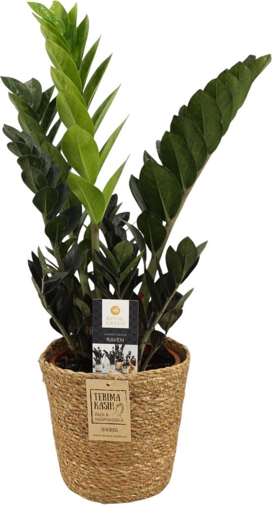 Zamioculcas Raven im Korb ca. 60 cm – Schwarze Glücksfeder Zimmerpflanze mit dunklem Laub, pflegeleicht & dekorativ