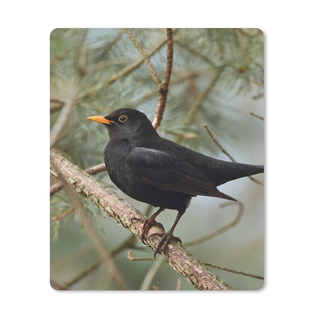 MuchoWow Mauspad Mousepad Vogel - Amsel - Zweige - Tiere 30x40 cm - Mousepads - Maus Mat - Pad - Mausunterlage - Mausmatten