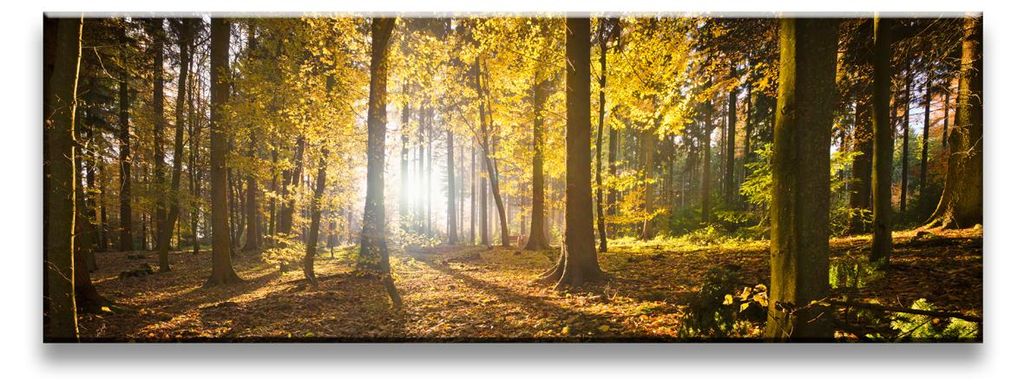 5722 Herbstwald Leinwandbild 120x40 cm
