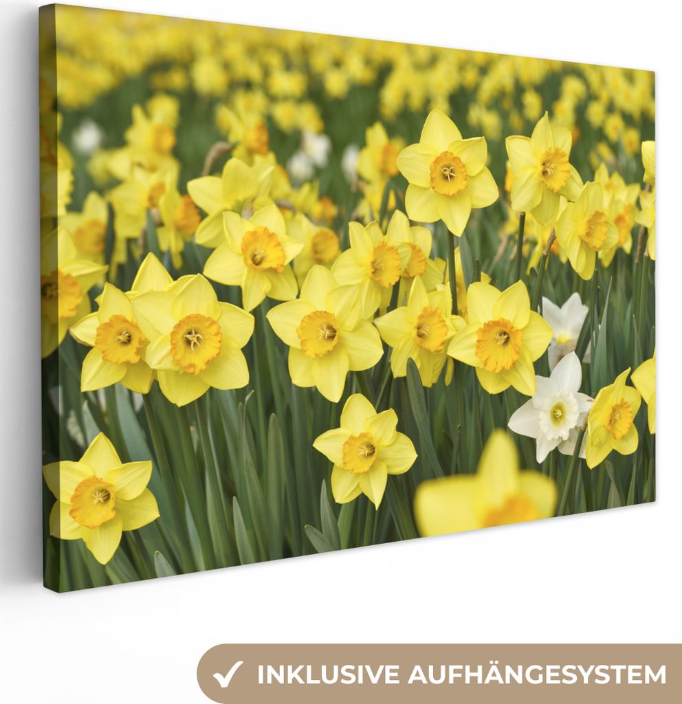 OneMillionCanvasses - Leinwandbilder - 140x90 cm, Blumen - Gelb - Narzissen, Wandbilder Kunstdruck Wanddekoration