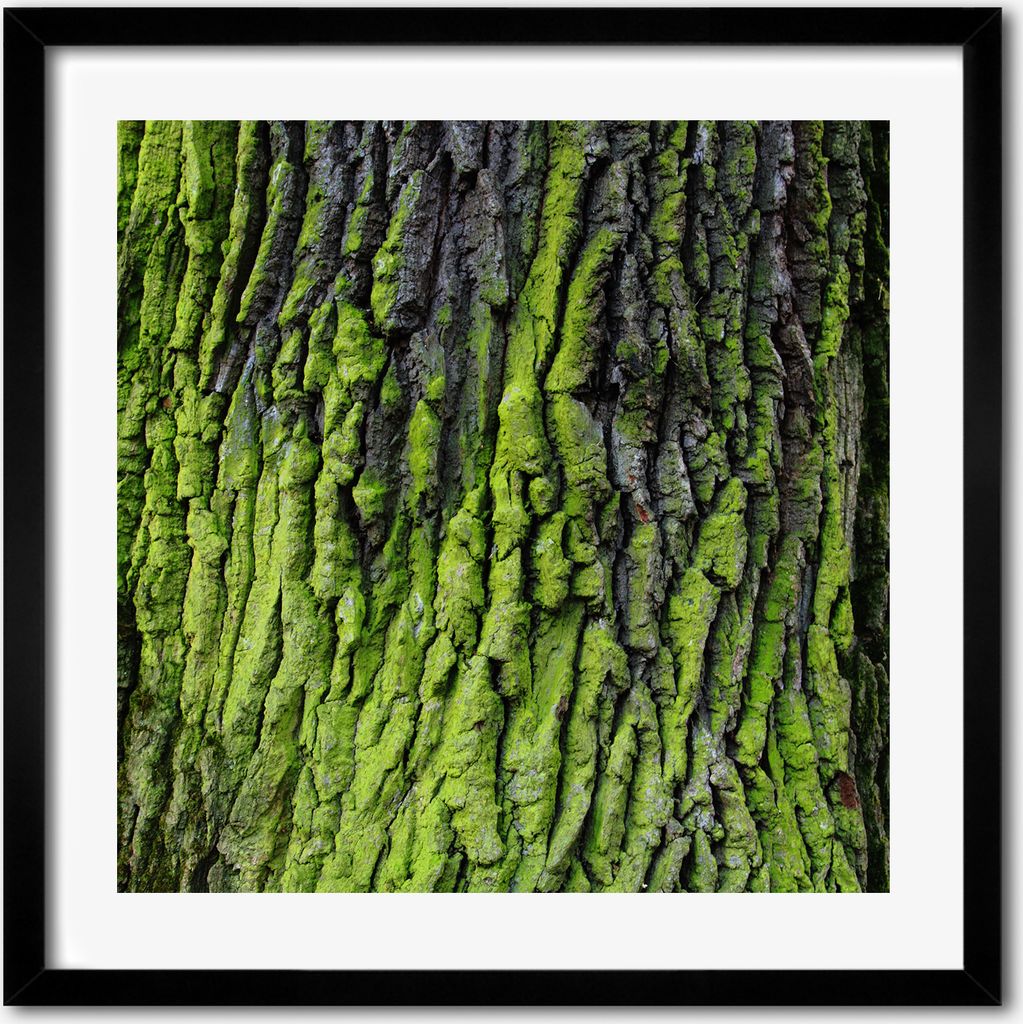 Bild - 50 cm x 50 cm - MDF - Rahmen, Wandkunst - Die Rinde eines Baumes