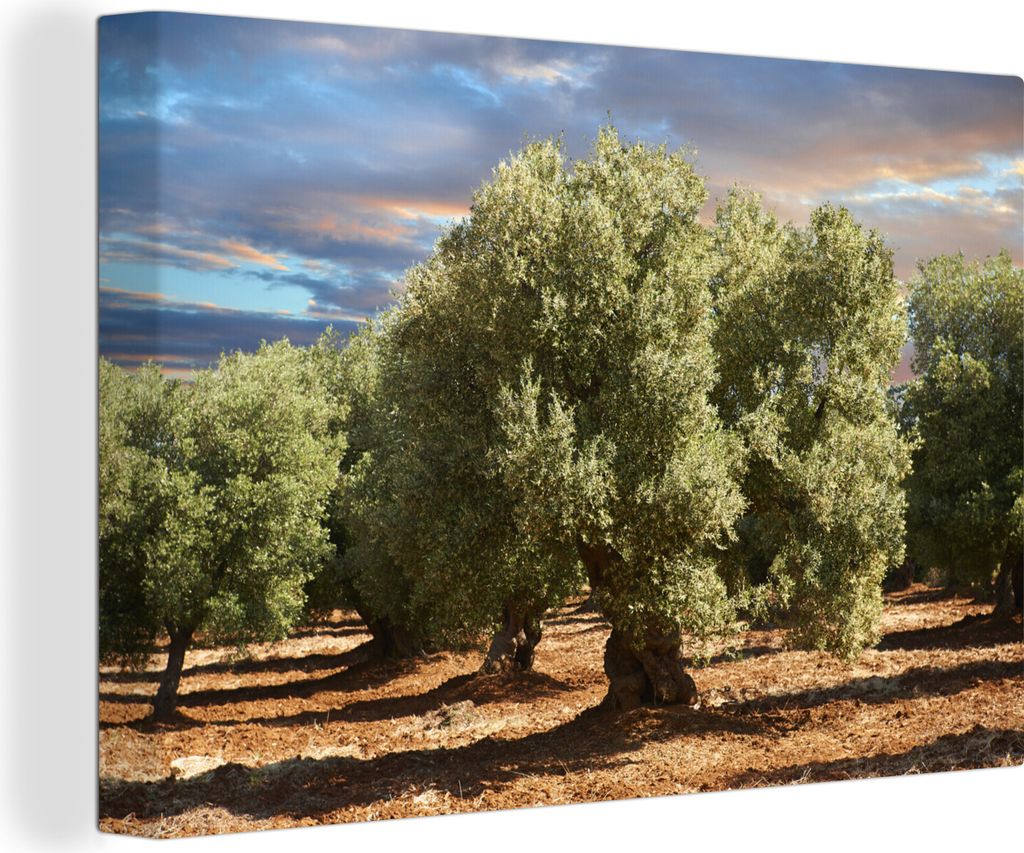 OneMillionCanvasses - Leinwandbilder - 150x100 cm, Die alten Olivenbäume von Cerignola, Wandbilder Kunstdruck Wanddekoration