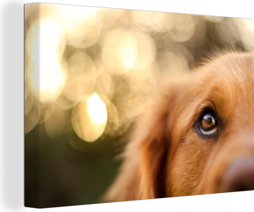 OneMillionCanvasses - Leinwandbilder - 140x90 cm, Das Glitzern im Auge des Golden Retrievers, Wandbilder Kunstdruck Wanddekoration - Foto auf Lei...