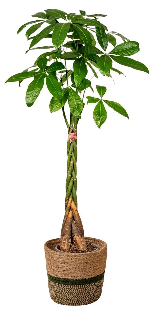 Pachira Aquatica - Geldbaum - mit Korb - 120-140 cm - Ø 24 cm - Zimmerpflanze - Immergrün