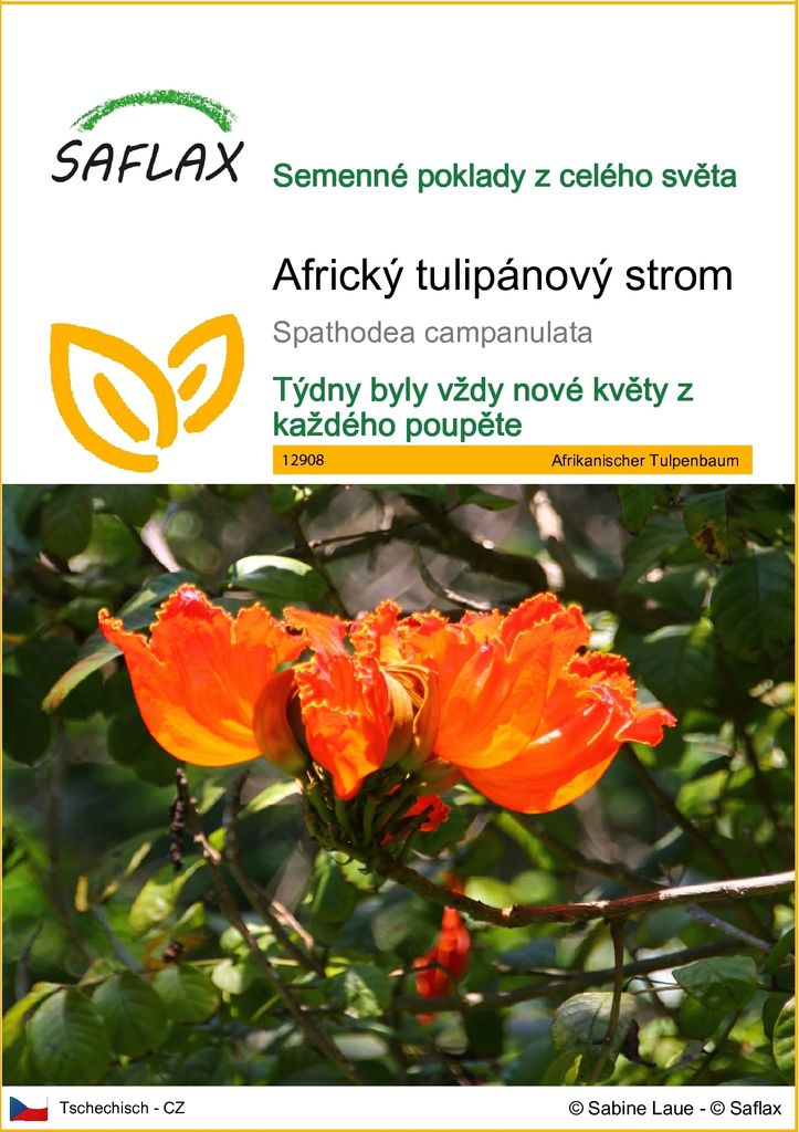 SAFLAX - Africký tulipánový strom - Spathodea campanulata - Obrázek produktu 