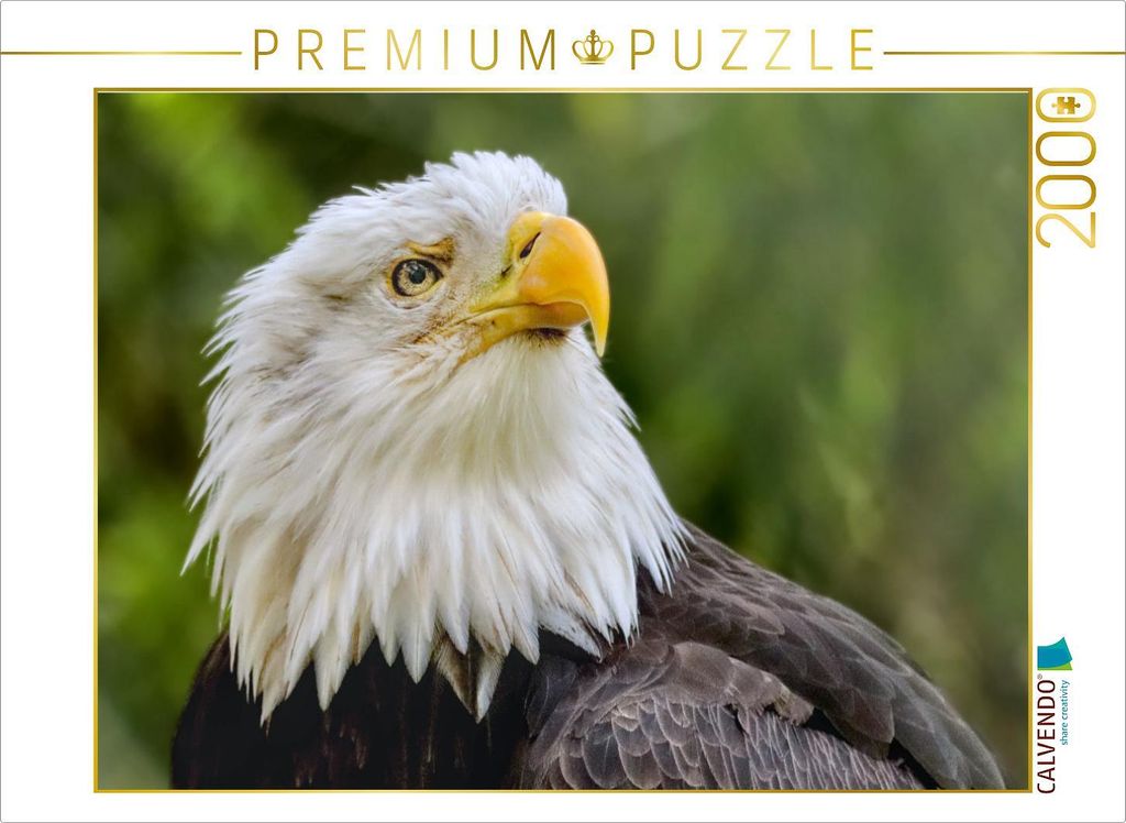 CALVENDO Puzzle Weißkopfseeadler im Porträt | 2000 Teile Lege-Größe 90x67cm Foto-Puzzle für glückliche Stunden