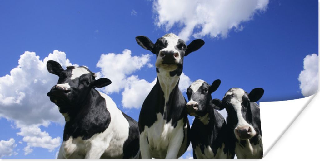 MuchoWow Poster Kühe - Luft - Tiere 150x75 cm - ohne Rahmen