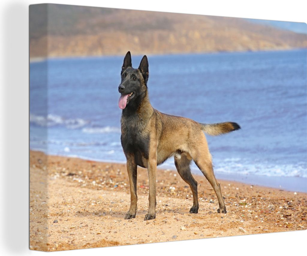 OneMillionCanvasses - Leinwandbilder - 140x90 cm, Malinois Schäferhund am Strand, Wandbilder Kunstdruck Wanddekoration - Foto auf Leinwand - Gem...