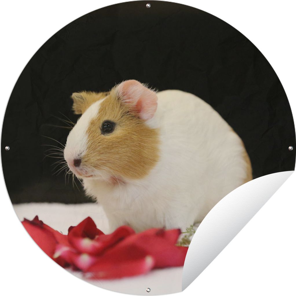 MuchoWow Gartenposter Outdoor-Poster Rund Liebes Meerschweinchen Ø 90 cm Gartendeko Rundes Poster draußen