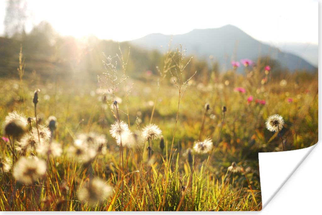 MuchoWow Poster Licht - Gras - Blumen 90x60 cm - Schlafzimmer