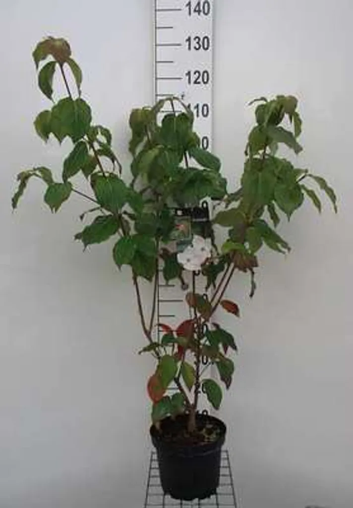 Cornouiller du Japon Schmetterling 50-60 cm : arbuste rustique sain