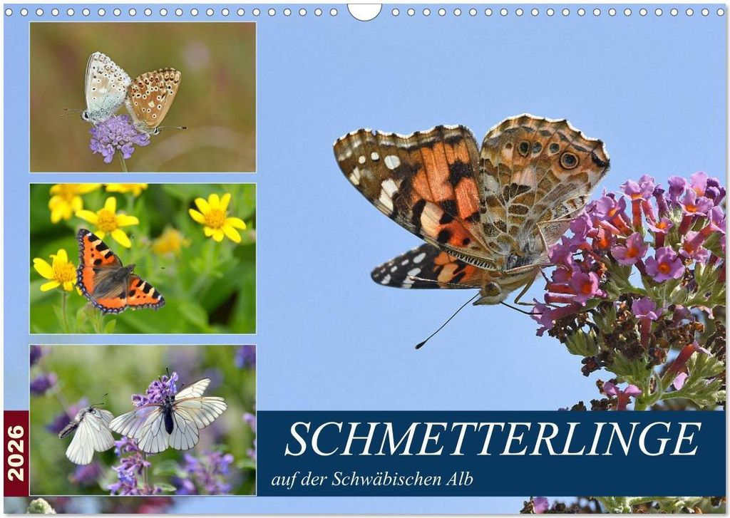 Schmetterlinge auf der Schwäbischen Alb (Wandkalender 2026 DIN A3 quer), CALVENDO Monatskalender