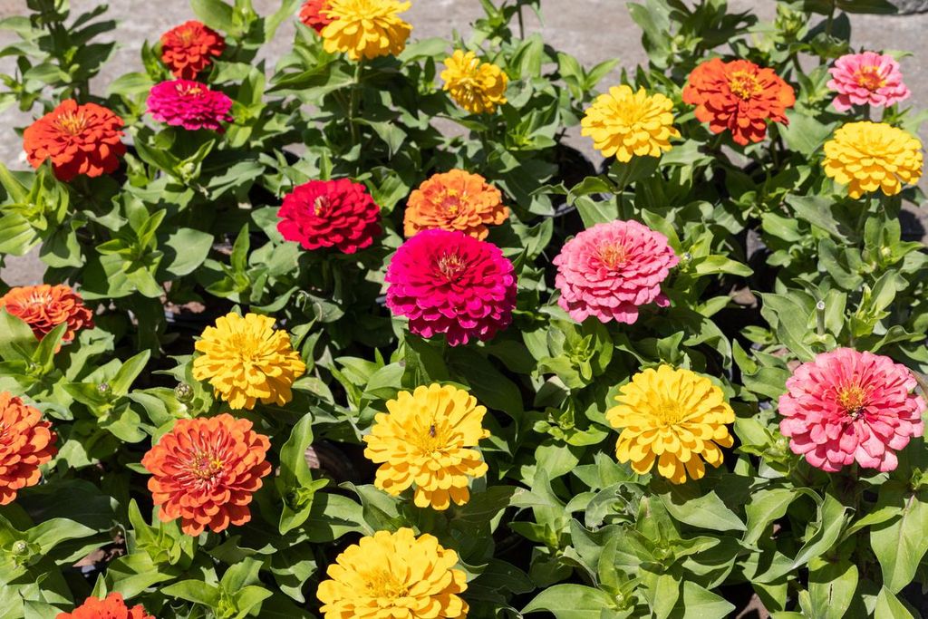 500 Samen Zinnien Dahlienblütig Bunte Mischung – Produktbild 