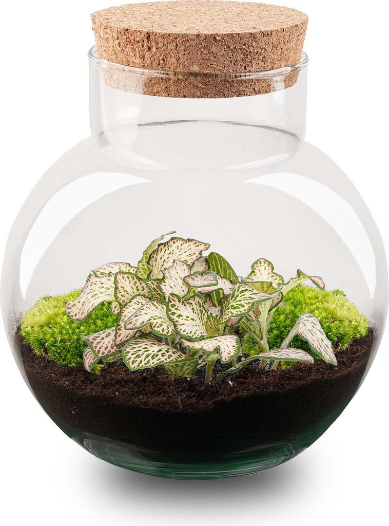 Flaschengarten DIY - Noah - Ökosystem mit Pflanzen im Glas Produktbild 