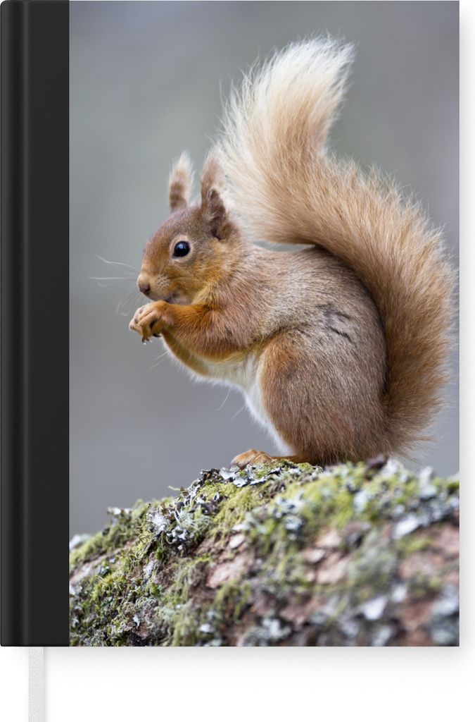 MuchoWow Notizbuch Tagebuch Haushaltsbuch Notebook A5 Weibliches rotes Eichhörnchen - Notizblock - Notizheft - Notebook - Schreibblock - Papier