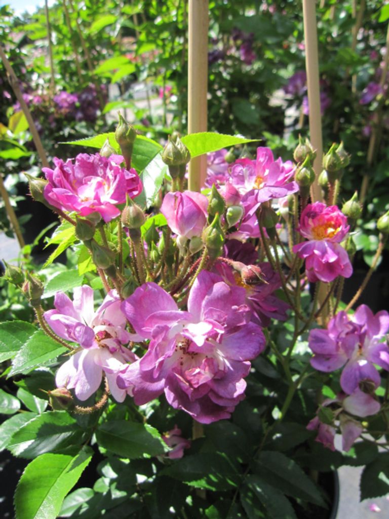 Rosa Veilchenblau - Ramblerrose Veilchenblau