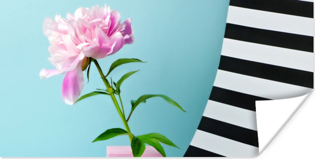 MuchoWow Poster Rosa Pfingstrose mit blauem Hintergrund 80x40 cm - Wanddeko