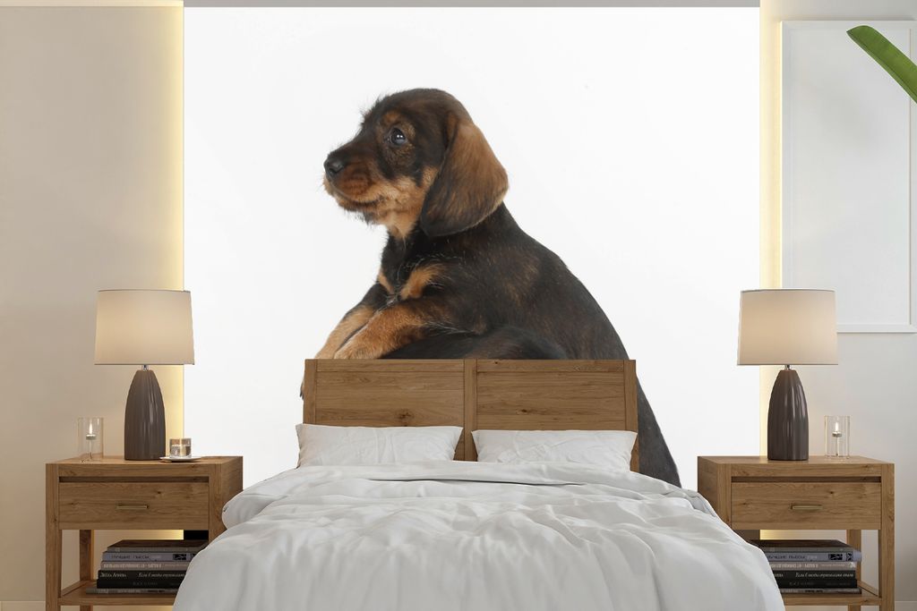 MuchoWow Fototapete für Wohnzimmer oder Schlafzimmer Wandtapete Vinyl Motivtapete Studiofoto von zwei süßen Dackeln - 350x350 cm - Schlafzimme...