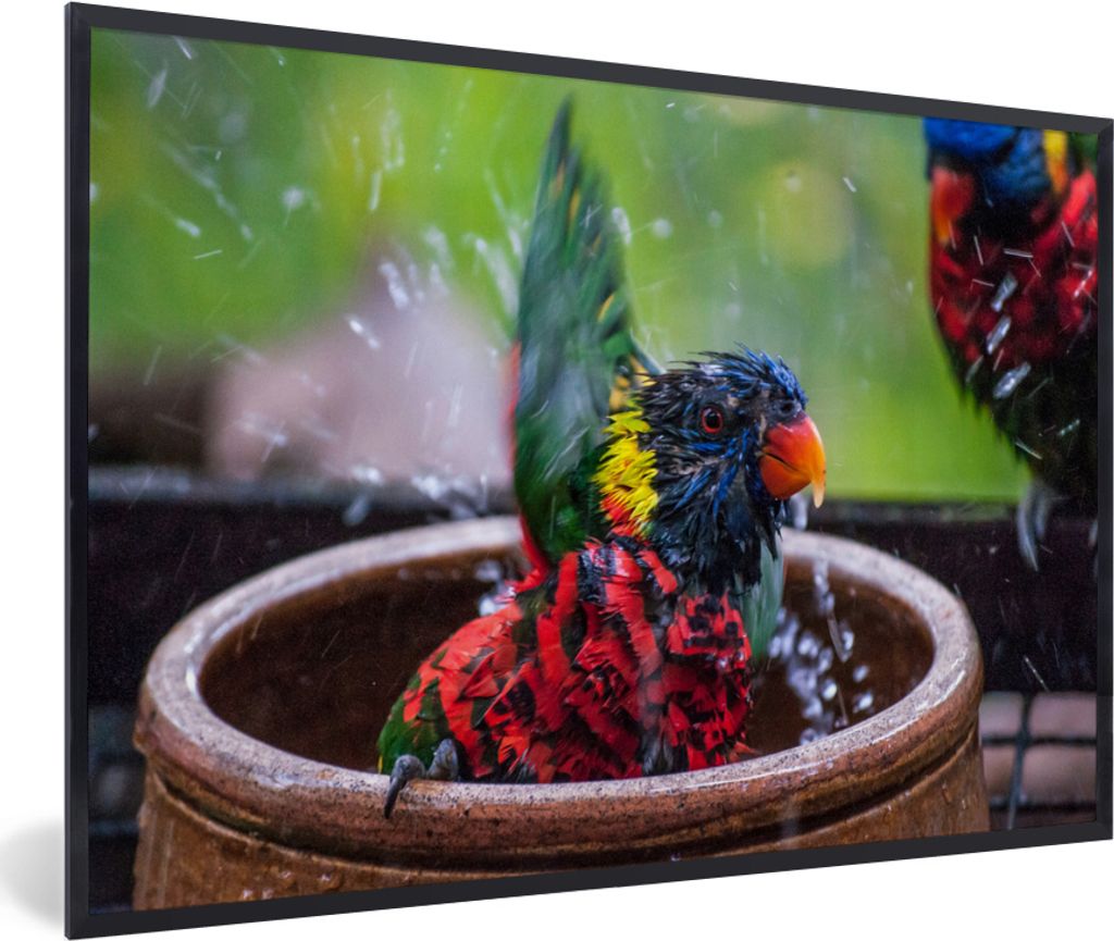 MuchoWow MuchoWow Gerahmtes Poster Vogelbad - Papagei - Wasser 60x40 cm - Poster mit zchwarzem Bilderrahmen - Printing - Wanddeko Schlafzimmer