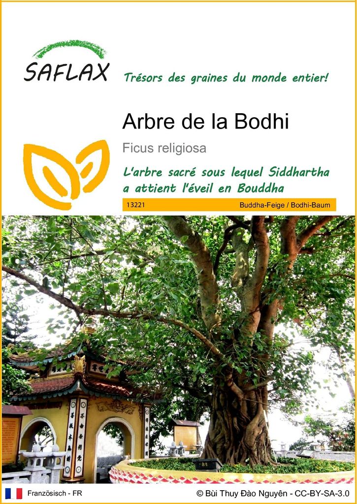 SAFLAX  - Arbre de la Bodhi - 100 graines - Ficus Image du produit 