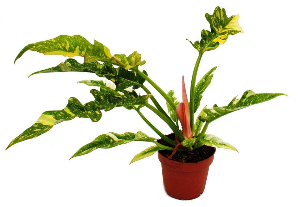 Filodendron „Ring of Fire“ – neobvyklý pokojový strom – Obrázek produktu 
