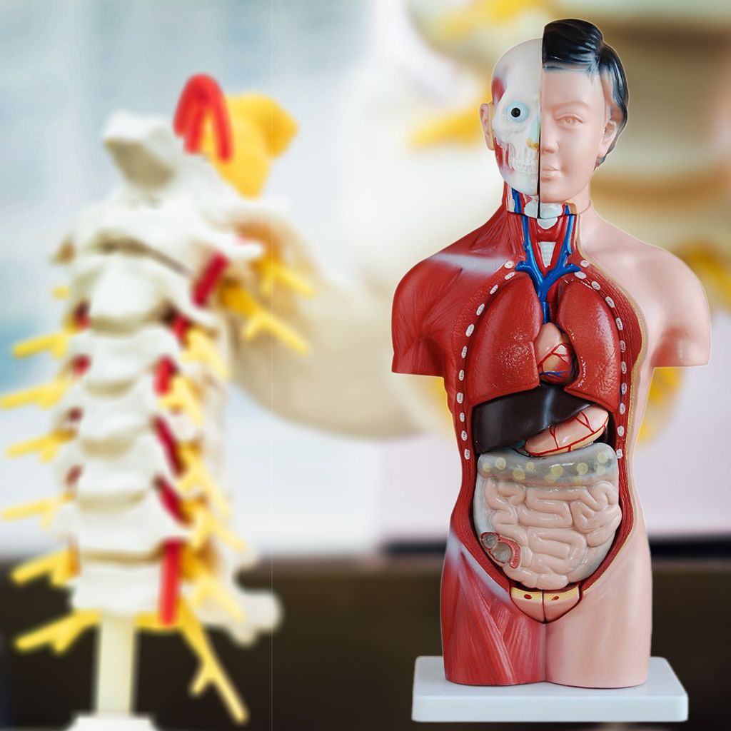 Anatomie Körper Anatomisches Modell Körpermodell Puppe Produktbild 6