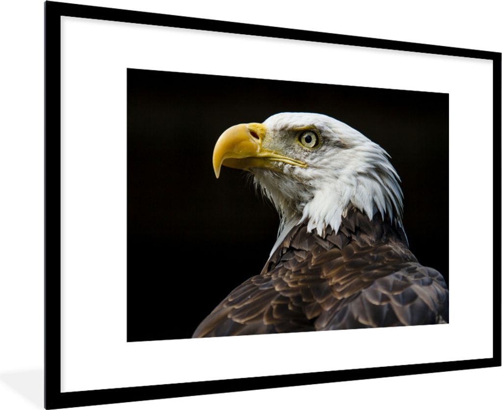 MuchoWow Gerahmtes Poster Seitenansicht eines Weißkopfseeadlers 90x60 cm - Poster mit Schwarzem Bilderrahmen Wandposter Rahmen Foto Bilder - Wan...