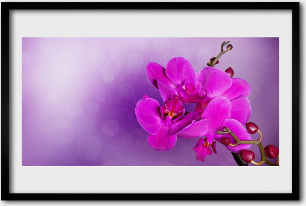 Bild 60x40 MDF-Rahmen Wandkunst Orchid Petals Blumen