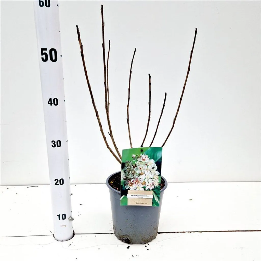 Aronia prunifolia Viking 30-40 cm - Créer un verger urbain en pot
