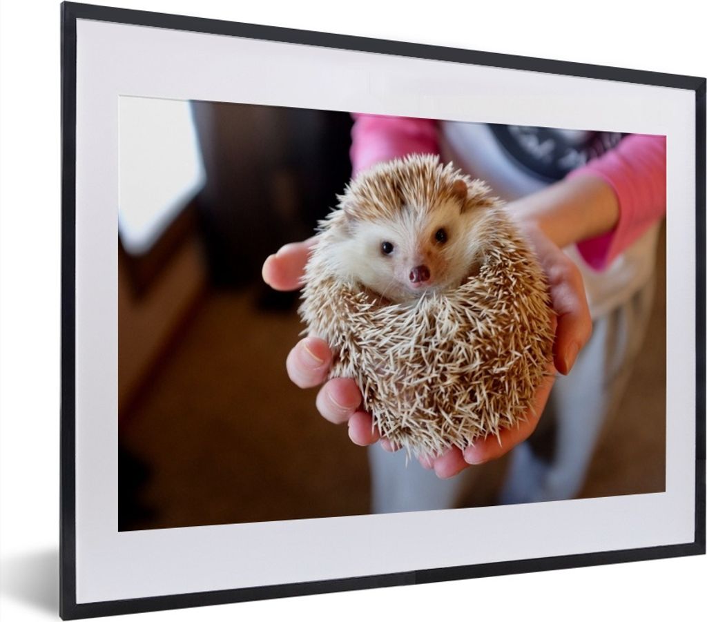 MuchoWow MuchoWow Gerahmtes Poster Igel wird gehalten 40x30 cm - Poster mit zchwarzem Bilderrahmen - Bilderrahmen - Poster im Rahmen