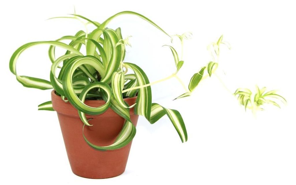 Gardners Chlorophytum Comosum Bonnie, průměr 11-12 cm Obrázek produktu 
