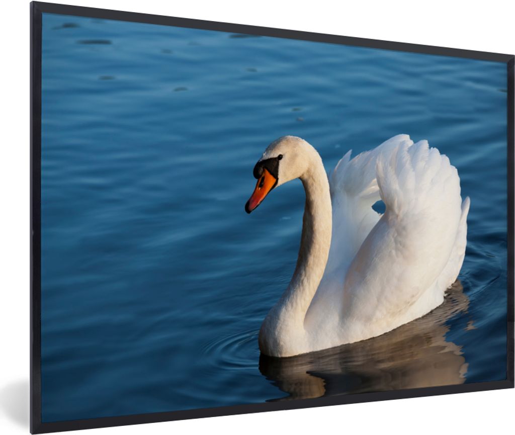 MuchoWow Gerahmtes Poster Schwan - Wasser - Vogel - Weiß 30x20 cm - Poster mit Schwarzem Bilderrahmen Wandposter Rahmen Foto Bilder - Kunstdruck...
