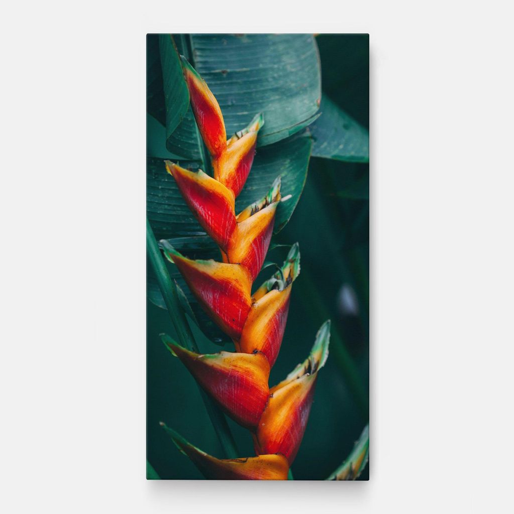 ARTHUB Leinwandbild 50x100 cm, Red Orange Exotic | Wohnzimmerdekoration, Hängende Bilder, Wanddekoration, Heimdekoration, Blumen, Exotische Blumen