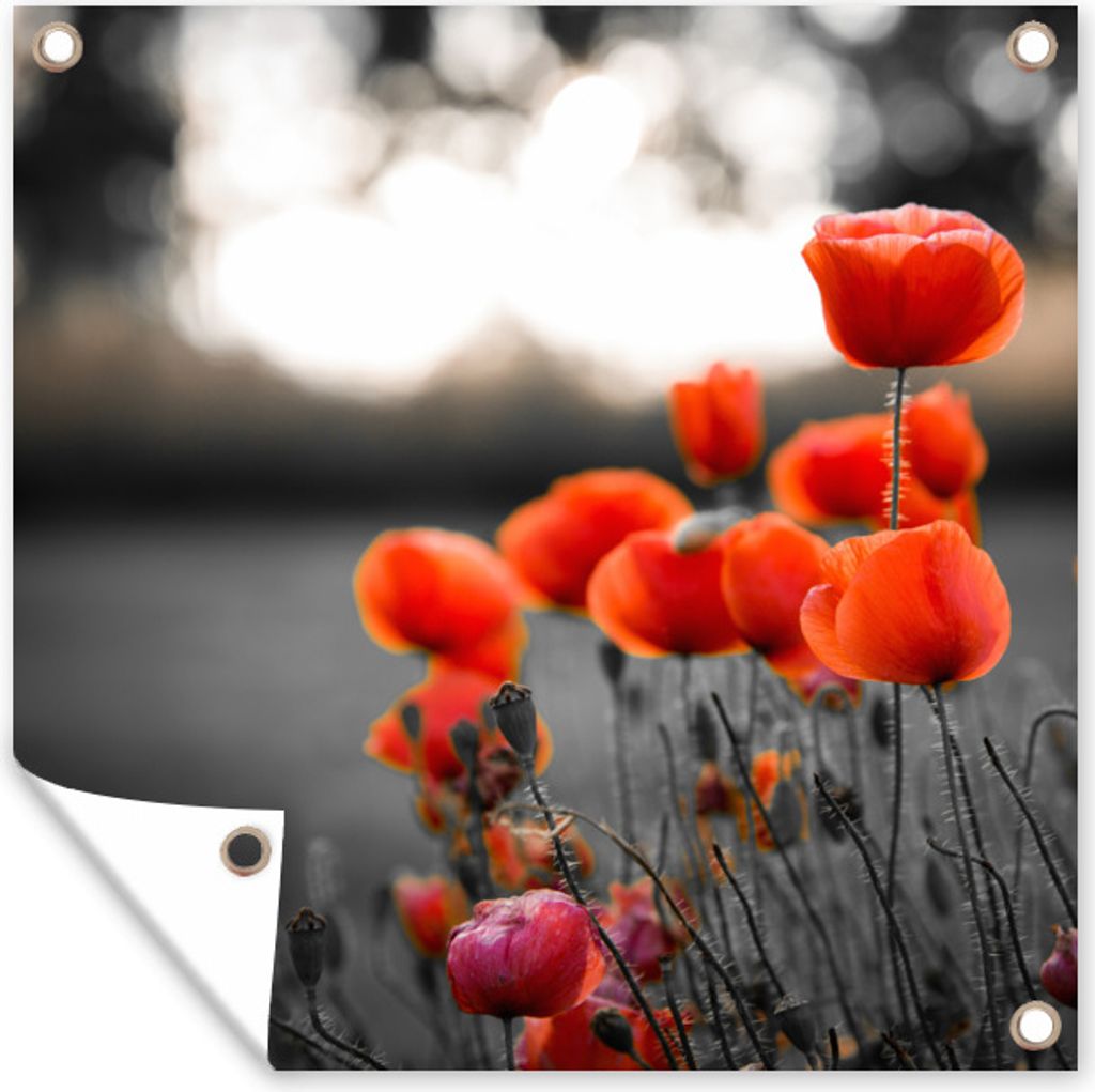 MuchoWow 50x50 cm Outdoor-Poster Gartendeko Sichtschutz Garten Poster für den Garten Wilde rote Mohnblumen auf einem großen Feld mit schwarzem ...