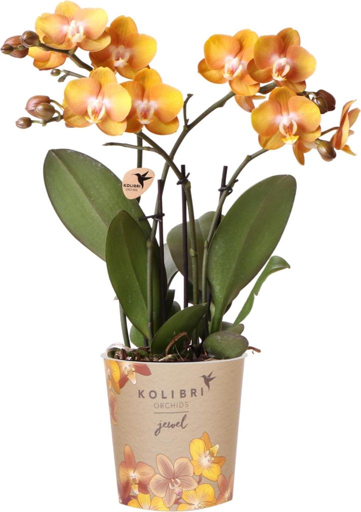 Kolibri Orchideen | Orange-goldene Phalaenopsis-Orchidee - Produktbild 